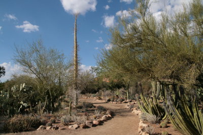 Boojum Tree in the Cactus Garden