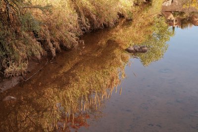 Giant Reeds reflected in Queen Creek