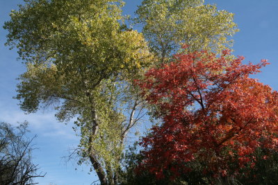 Cottonwood and Chinese Pistachio Tree in Silver King