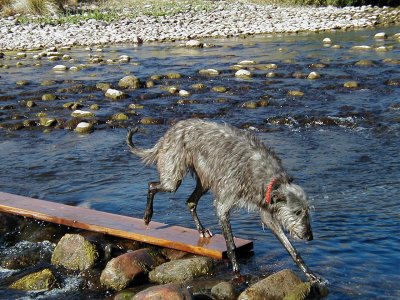 Jaimie crossing the Salt River