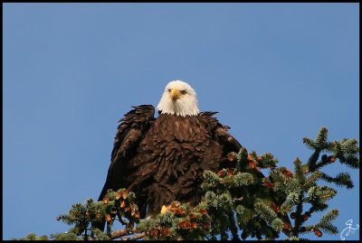 IMG_6419.jpg