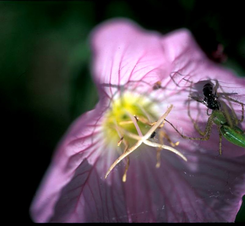 la petite fleur avec linsecte