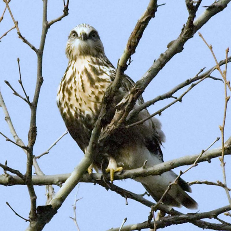 ROUGH-LEGGED HAWK