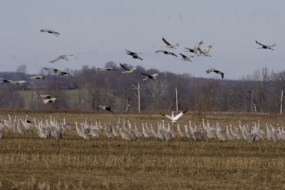 SANDHILL CRANES W/BANDED WHOOPING CRANE