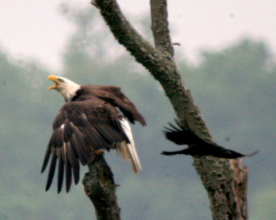 Adult Eagle attacked by Crow