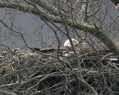  March 14, 2007 Adult on the Nest