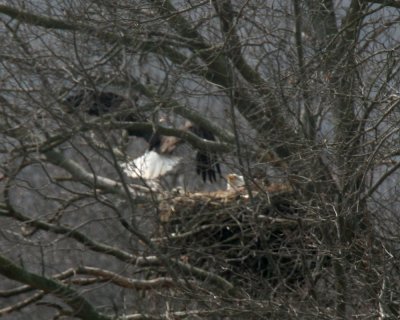 March 14, 2007 Mate returns to the Nest