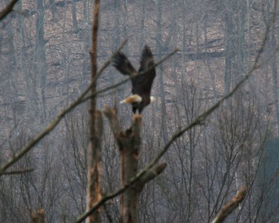 March 14, 2007 Adult Bald Eagle