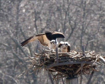 OSPREY