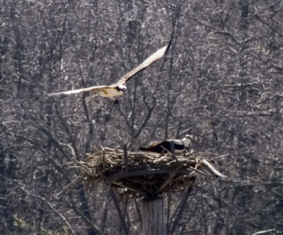 OSPREY