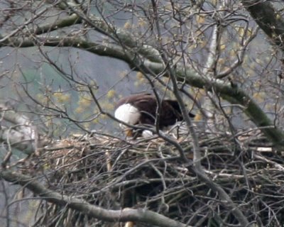 April 9, 2007 Eaglet