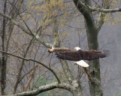 April 9, 2007 Adult Bald Eagle