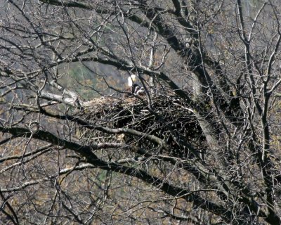 Adult and 2 Eaglets