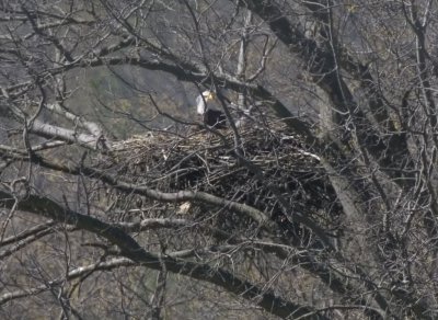 Eaglet at  3 1/2 weeks