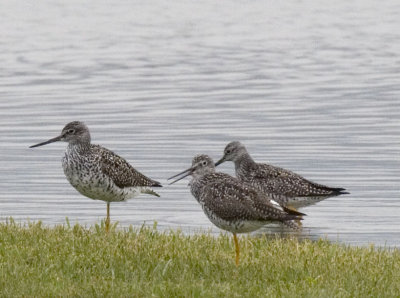 LESSER AND GREATER YELLOWLEGS