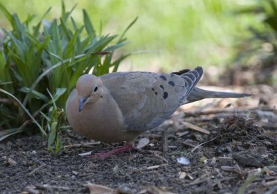 MOURNING DOVE