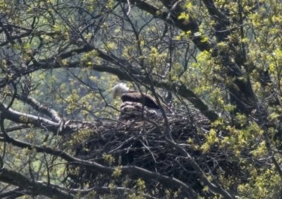 Adult Bald Eagle & Eaglet at 5 1/2 Weeks