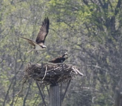 OSPREY