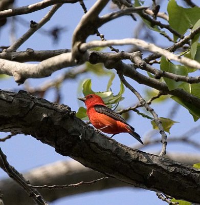 SCARLET TANAGER - MALE