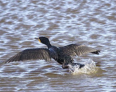 DOUBLE-CRESTED CORMORANT