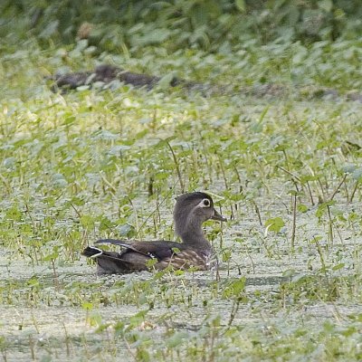 WOOD DUCK - FEMALE