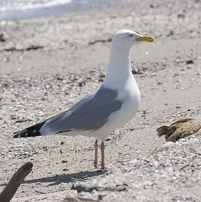 HERRING GULL