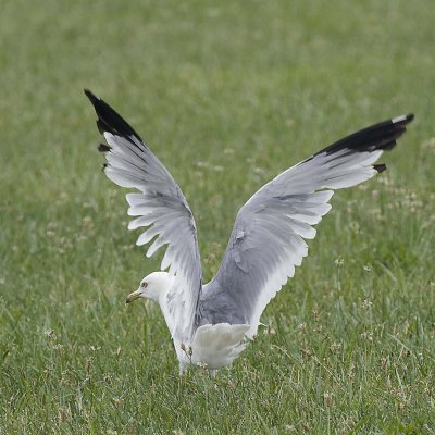 RING-BILLED GULL