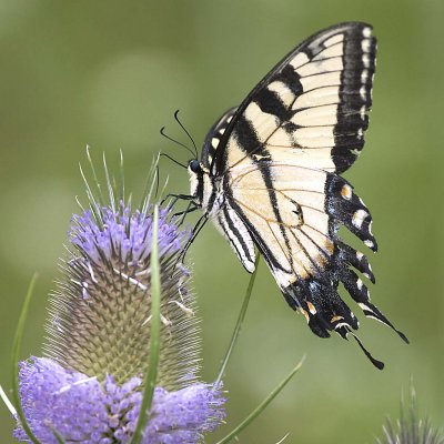 SWALLOWTAIL