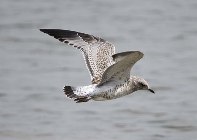 HERRING GULL - 1st YEAR