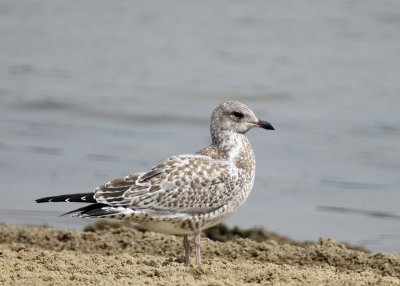 HERRING GULL - JUVENILE