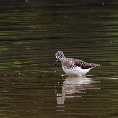 SOLITARY SANDPIPER