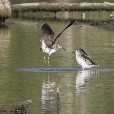 SOLITARY SANDPIPER