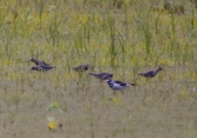 BUFF-BREASTED SANDPIPERS FEEDING IN THE FIELD