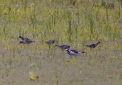 BUFF-BREASTED SANDPIPERS FEEDING IN THE FIELD