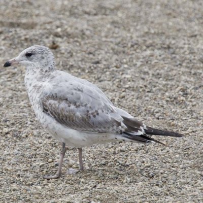 RING-BILLED GULL - FIRST YEAR