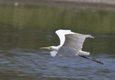 GREAT EGRET