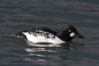 COMMON GOLDENEYE