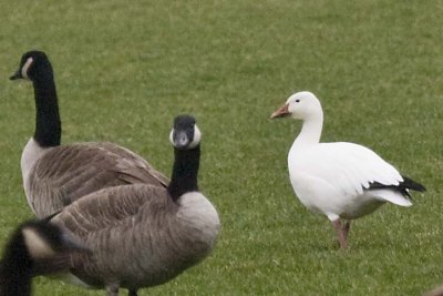 SNOW GOOSE with CANADA GEESE