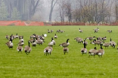 CANADA GEESE and SNOW GOOSE