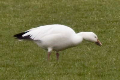 SNOW GOOSE