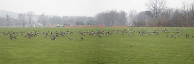 1 SNOW GOOSE IN FLOCK OF 225 CANADA GEESE