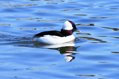 bufflehead.jpg