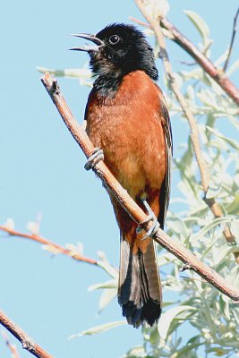 IMG_2241.jpg