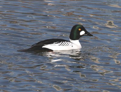 IMG_1252.jpg