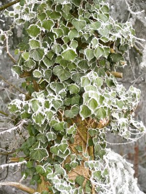 Icy Ivy