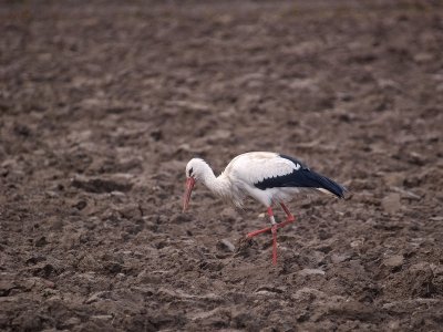 White Stork