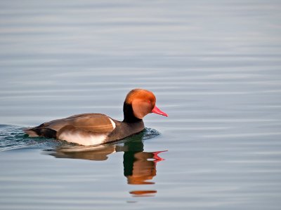 Red-crested Pochard