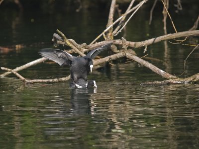 Common Coots mating