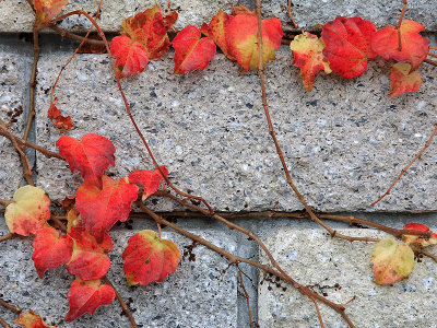 Autumn on the wall