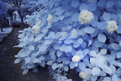 Hydrangea